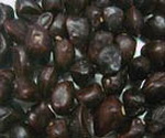 Tamarind Seeds