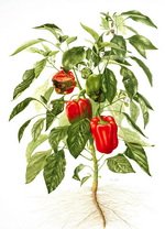 Capsicum Botanical Cycle 2