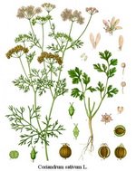 Cilantro Coriander Botanical