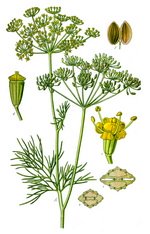 Dill Botanical Cycle