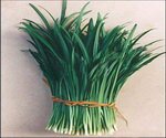 Garlic Chives