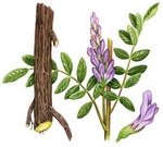 Licorice Root Botanical Image 