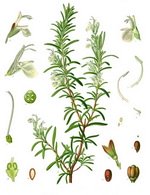 Rosemary Botanical Cycle